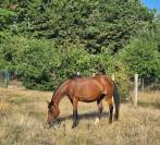 Broodmare Selle Fran&ccedil;ais For sale 2010 Bay