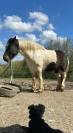 Hongre 6 ans a vendre 