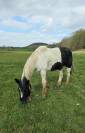 Hongre 6 ans a vendre 