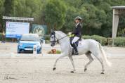 Lusitano Gelding with excellent character