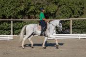 Lusitano Gelding with excellent character