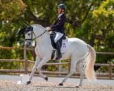 Lusitano Gelding with excellent character