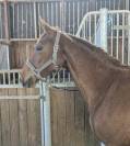 PFS 8 ans &agrave; vendre