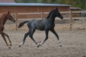 Foal m&acirc;le par Mosito Van Het Hellehof et Jolie Girl DKS