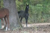Foal m&acirc;le par Mosito Van Het Hellehof et Jolie Girl DKS