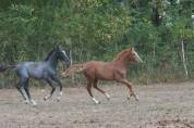 Foal femelle par Ecclestone Z X Corland VDL 