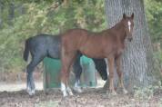 Foal femelle par Ecclestone Z X Corland VDL 