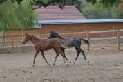Foal femelle par Ecclestone Z X Corland VDL 