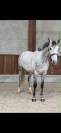 6-Year-Old Grey Show Jumper