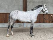 6-Year-Old Grey Show Jumper