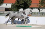 Deux magnifiques poulains Lipizzans &agrave; vendre &ndash; Maestoso