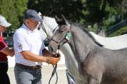 Deux magnifiques poulains Lipizzans &agrave; vendre &ndash; Maestoso
