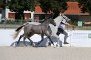 Deux magnifiques poulains Lipizzans &agrave; vendre &ndash; Maestoso