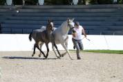 Deux magnifiques poulains Lipizzans &agrave; vendre &ndash; Maestoso