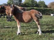 2 pouliches Trait Ardennais