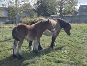 2 pouliches Trait Ardennais