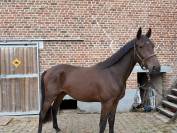 Hongre BWP 2 ans