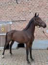 Hongre BWP 2 ans