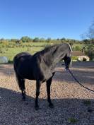 Jument Pure Race Espagnole (PR&Eacute;) noire - 15 ans - 