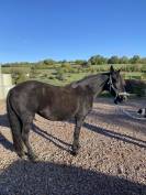 Jument Pure Race Espagnole (PR&Eacute;) noire - 15 ans - 