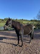 Jument Pure Race Espagnole (PR&Eacute;) noire - 15 ans - 