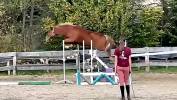 Mare New Forest For sale 2022 Chesnut