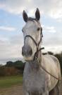Cheval de 7 ans id&eacute;al amateur cce/cso