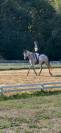 Cheval de 7 ans id&eacute;al amateur cce/cso