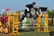 Cheval de 7 ans id&eacute;al amateur cce/cso
