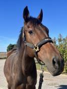Cheval de 5 ans