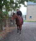 Gentil hongre 9 ans