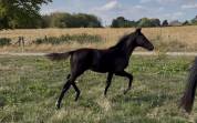 Pouliche dressage noire Escamaro X Sezuan X Vivaldi