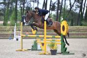 Hongre de 9 ans SF