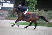 Hongre de 9 ans SF
