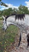 Cheval PR&Eacute; &agrave; vendre