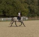 Cheval PR&Eacute; &agrave; vendre