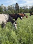 Cheval PR&Eacute; &agrave; vendre