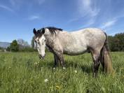 Cheval PR&Eacute; &agrave; vendre