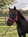 MOSCOU DES FORGED - Poney &agrave; vendre 