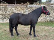 MOSCOU DES FORGED - Poney &agrave; vendre 