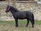 MOSCOU DES FORGED - Poney &agrave; vendre 