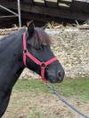 MOSCOU DES FORGED - Poney &agrave; vendre 