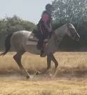Jument Pur Sang 4 ans