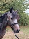H&Eacute;RO&Iuml;NE ST GERMAIN - Poney &agrave; vendre 