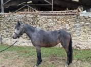 H&Eacute;RO&Iuml;NE ST GERMAIN - Poney &agrave; vendre 