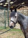 H&Eacute;RO&Iuml;NE ST GERMAIN - Poney &agrave; vendre 