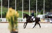 Stunning Dressage Horse with Exceptional Movements