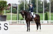 Stunning Dressage Horse with Exceptional Movements
