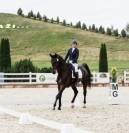 Stunning Dressage Horse with Exceptional Movements