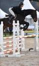 Cheval &agrave; vendre anglo arabe de 7 ans